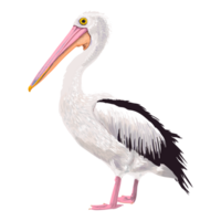 Australian pelican Generative Ai png