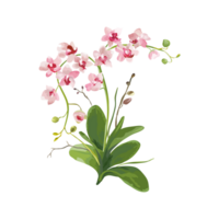 phalaenopsis Afrodita generativo ai png