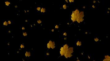 otoño en amor con otoño de nuevo mediante nuestra lento movimiento animación, un poético representación de que cae hojas. video
