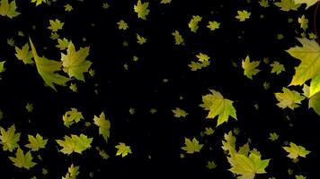 Experience the soothing charm of autumn in exquisite detail with slow motion animation of falling leaves. video