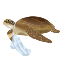 mer tortue isolé png