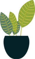 houseplant drawing illustration png