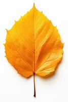 Autumn-colored fall leaf with texture isolated on white background photo