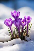 Crocuses vibrant purple flowers emerging from the snow blooming in early spring with room for text photo