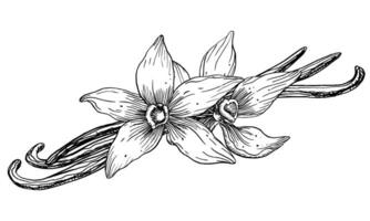 Vanilla Flower with Sticks. Vector hand drawn illustration of orchid Flower and pods on white isolated background. Outline drawing of spice for cooking or aroma oils. Black sketch in line art style.