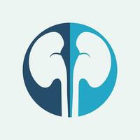 Kidney icon vector. vector