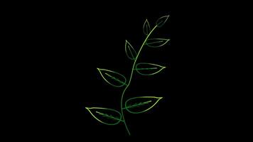 Glow lanceolate leaf leaves green color on the black screen video