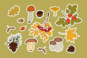 Collection of autumn mushroom and leaves stickers. Vector hand drawn isolated colored fungus and autumn leaves with white outline. Perfect for stickers, pattern, wrapping paper