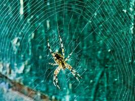 hembra araneus cavatico en un web. cruzar arañas son nocturno. borroso verde antecedentes. foto