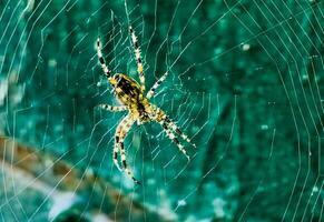 hembra araneus cavatico en un web. cruzar arañas son nocturno. borroso verde antecedentes. foto