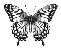 Butterfly beautiful hand drawn sketch Vector illustration Insects