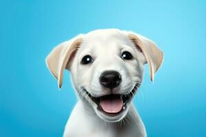 cute dog on blue background, AI Generated photo