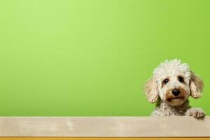 Portrait of a cute poodle puppy looking around the corner of an lime green empty board, AI Generated photo