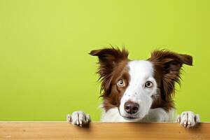 Portrait of a cute border collie puppy looking around the corner of an lime green empty board, AI Generated photo