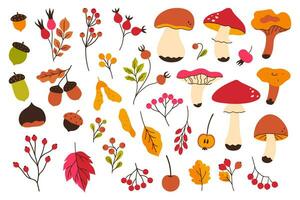 Set of autumn acorns, berries, mushrooms isolate on a white background. Vector graphics.