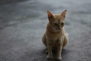 photo of asia race cats with attractive and cute brown colors.