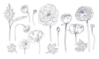 Hand drawn outline floral elements set. Collection with ranunculus flowers. vector