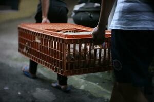 the chicken seller is carrying a basket of chicken pieces photo