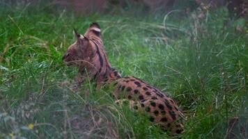 Video of Serval in zoo