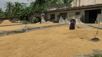 woman wearing a hat is drying the rice grains, video