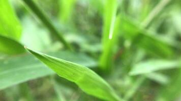 Selective soft focus of grass in front of river beautiful breeze, golden water surface and light, nature concept. video