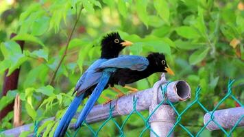 Yucatan jay bird birds in trees tropical jungle nature Mexico. video