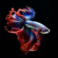 Shot of beautiful betta fish in black background photo