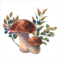 Mushrooms forest boletus with grass and blueberries. Watercolor illustration, hand drawn. vector