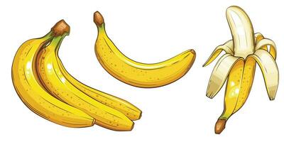 plátano aislado vector ilustración. frutas vistoso ilustraciones aislado en blanco antecedentes. Fruta recopilación.