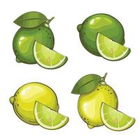 Lime isolated vector illustration. Fruits colorful illustrations isolated on white background.  Fruit collection.