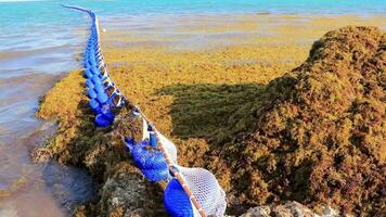 alga marina sargazo netto caraibico spiaggia acqua playa del Carmen Messico. video