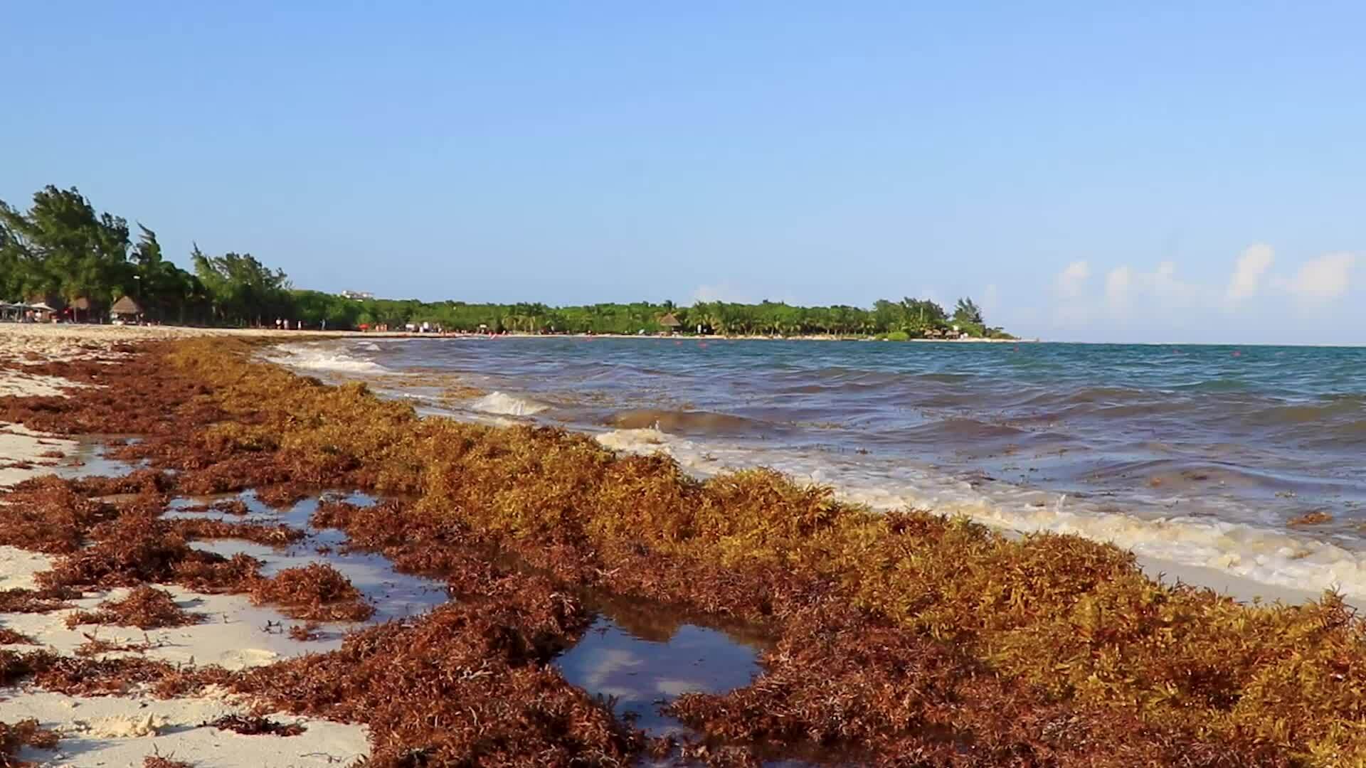 Beautiful Caribbean beach totally filthy dirty nasty seaweed problem