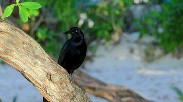 Great-tailed Grackle bird sits on plant tree nature Mexico. video