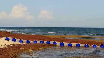 Seetang sargazo Netz Karibik Strand Wasser playa del carmen Mexiko. video