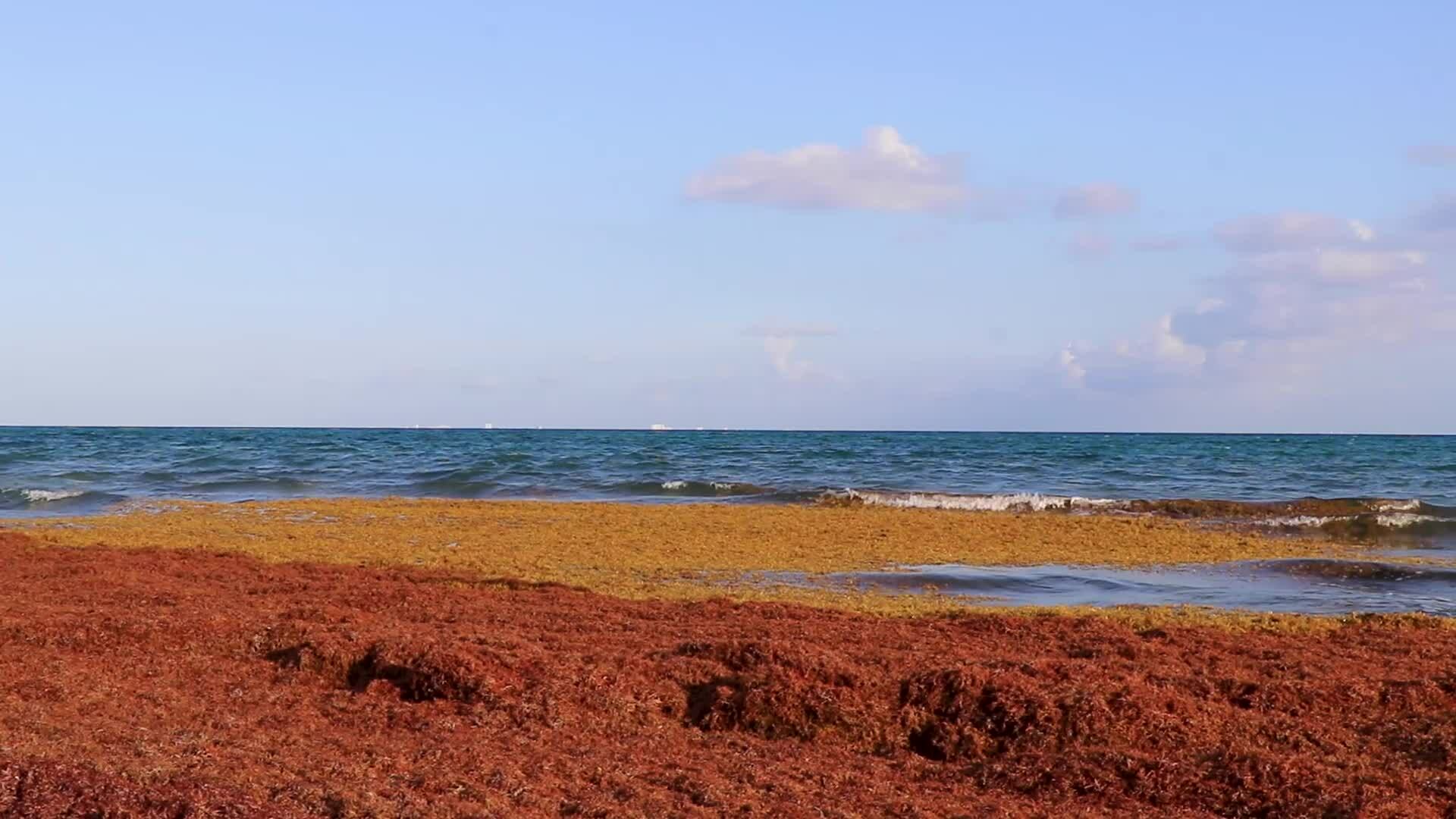 Beautiful Caribbean beach totally filthy dirty nasty seaweed problem