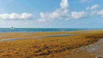 belle plage des caraïbes totalement sale sale méchant problème d'algues mexique. video