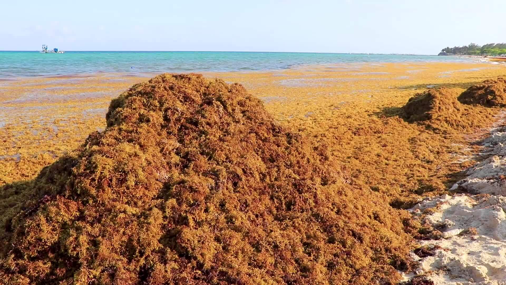 Beautiful Caribbean beach totally filthy dirty nasty seaweed problem