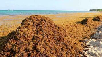 bela praia caribenha totalmente imunda, suja, desagradável, problema de algas, méxico. video