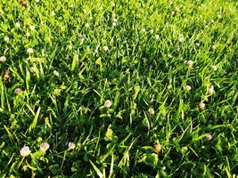 Beautiful green grass with clover close up. Natural background texture. photo