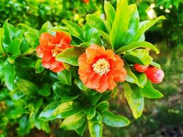 Red pomegranate flower. Close up photo of flowers and foliage.