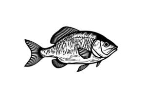 Crucian carp and perch hand drawn engraving fish isolated on white background. Vector sketch illustration.