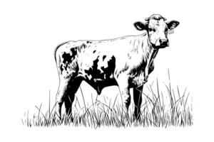 vaca roza en el campo. vector mano dibujado grabado estilo ilustración.