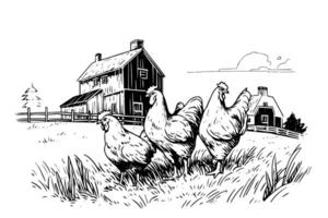 Chickens in farm  sketch. Rural landscape in vintage engraving style vector illustration.