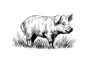 Hand drawn engraved vector picture of village landscape with pigs eat grass in the pasture.