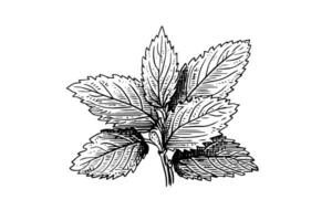 Peppermint sketch. Mint leaves branches and flowers engraving style vector illustration