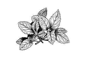 Peppermint sketch. Mint leaves branches and flowers engraving style vector illustration