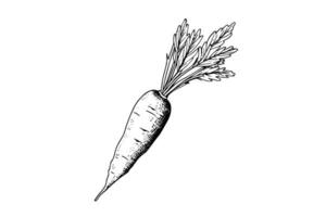 Carrot with tops. Engraving sketch hand drawn vector illustration.