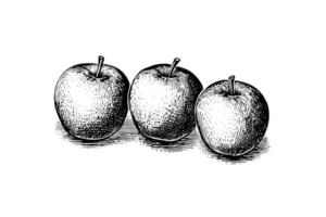 manzana Fruta mano dibujado grabado estilo vector ilustraciones.