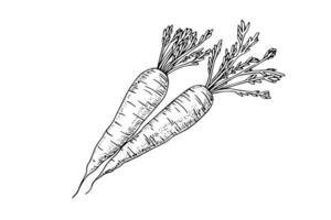 Carrot with tops. Engraving sketch hand drawn vector illustration.