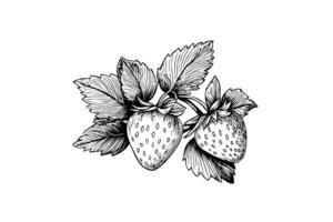 Strawberry in engraving style. Design element for poster, card, banner, sign. Vector illustration